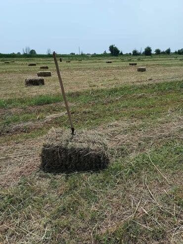Bismiləh, Bakı Qazax magestral yolun üstündeYevlax rayonuna yaxın lalafo.az -da Bismiləh, Bakı Qazax magestral yolun üstündeYevlax rayonuna yaxın