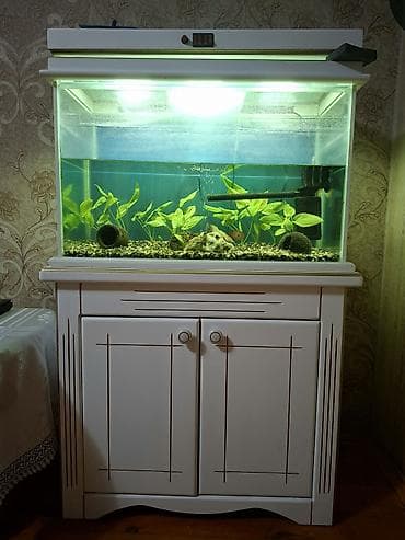 Akvarium şkafı və aparatları ilə birlikdə satılır lalafo.az -da Akvarium şkafı və aparatları ilə birlikdə satılır