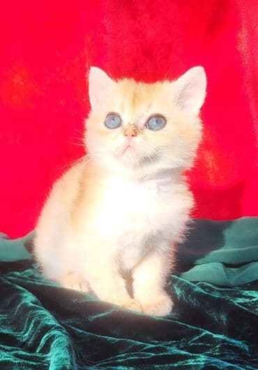 Britan lalafo.az -da Britan