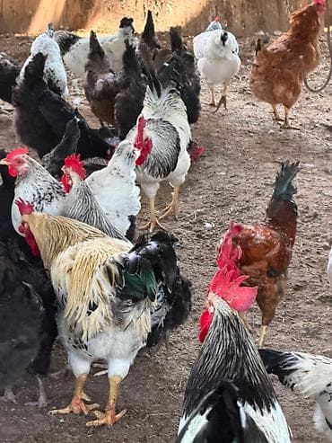 Cins toyuq və xoruzların satışı Şəkildə gördüyünüz cins toyuqların lalafo.az -da Cins toyuq və xoruzların satışı Şəkildə gördüyünüz cins toyuqların