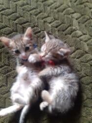 Реечные панели: Самец, Самка, В добрые руки at lalafo.az — 10 Реечные панели: Самец, Самка, В добрые руки — 10