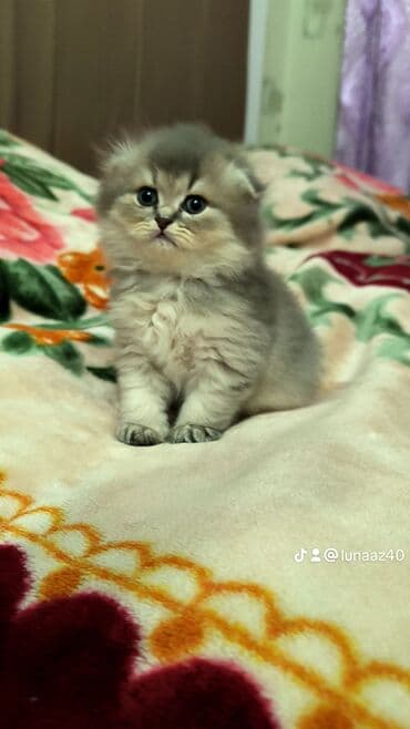 Britan lalafo.az -da Britan