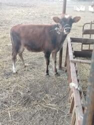 Dişi dana lalafo.az -da Dişi dana