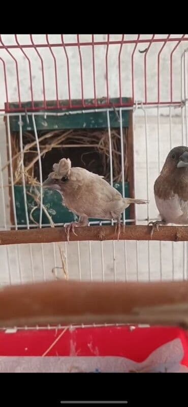 Yumurtali Benqal amadinleri satılır cut yuva ve Qefesle birge. Artiq lalafo.az -da Yumurtali Benqal amadinleri satılır cut yuva ve Qefesle birge. Artiq