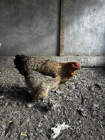 Toyuq, Brama, Damazlıq lalafo.az -da Toyuq, Brama, Damazlıq