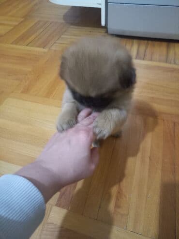 2 ay, Erkek, Pulsuz çatdırılma lalafo.az -da 2 ay, Erkek, Pulsuz çatdırılma