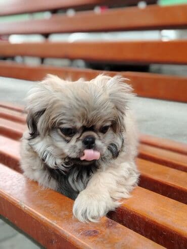 Pekines, 2 ay, Erkek, Ödənişli çatdırılma lalafo.az -da Pekines, 2 ay, Erkek, Ödənişli çatdırılma