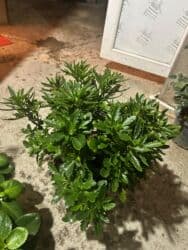 Удобрения: Ətirli pelargonium (sardunya) – iri, sıx yarpaqlı otaq bitkisi. - at lalafo.az — 5 Удобрения: Ətirli pelargonium (sardunya) – iri, sıx yarpaqlı otaq bitkisi. - — 5