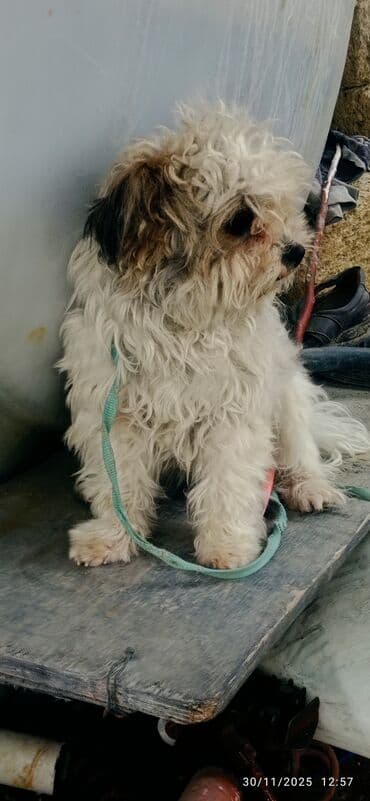 1 il, Erkek, Peyvəndli lalafo.az -da 1 il, Erkek, Peyvəndli