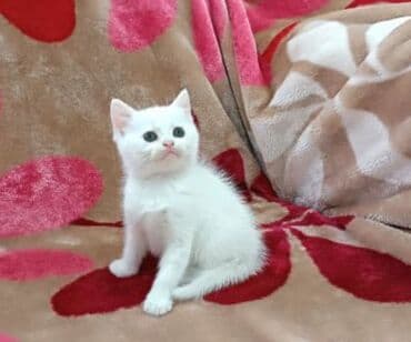 Britan, Yaxşı əllərə lalafo.az -da Britan, Yaxşı əllərə