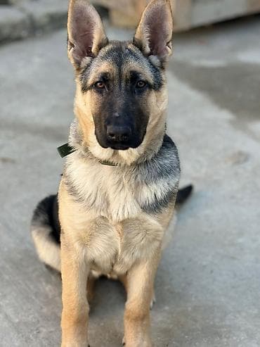 Alman çoban iti – gənc, enerjili və öyrədilməyə meylli. 3.5 ayliqdi lalafo.az -da Alman çoban iti – gənc, enerjili və öyrədilməyə meylli. 3.5 ayliqdi