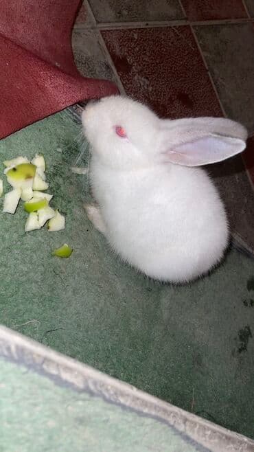 Ağ albinos dovşan balası - Rəng: tam ağ tüklü, qırmızı gözlü (albino) lalafo.az -da Ağ albinos dovşan balası - Rəng: tam ağ tüklü, qırmızı gözlü (albino)