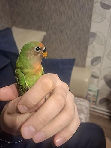 Satilir bala təzə yemə düşən lalafo.az -da Satilir bala təzə yemə düşən