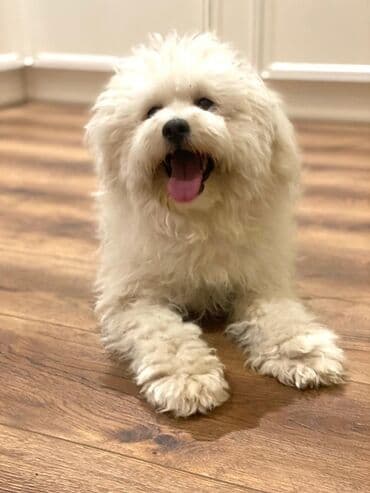 Pudel, 1 ay lalafo.az -da Pudel, 1 ay