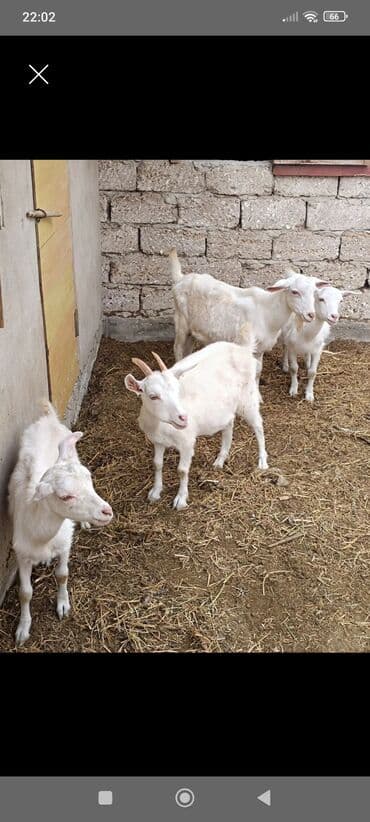 Dişi, il: 1, 60 kq, Südlük, Ünvandan götürmə lalafo.az -da Dişi, il: 1, 60 kq, Südlük, Ünvandan götürmə