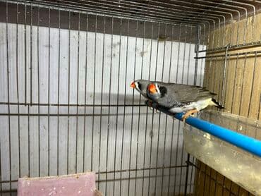 Zebra amadin, erkək 10 azn, yalnız erkek tayı satılır lalafo.az -da Zebra amadin, erkək 10 azn, yalnız erkek tayı satılır