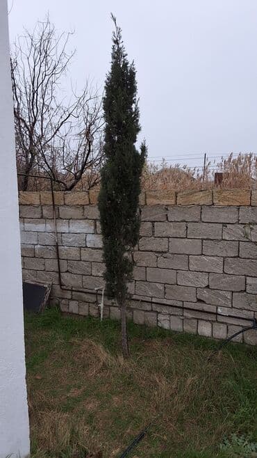 Bitki dərmanları: Bağ üçün əkilmiş dekorativ və meyvə ağacları - Loquat (Yeni il ağacı lalafo.az -da — 4 Bitki dərmanları: Bağ üçün əkilmiş dekorativ və meyvə ağacları - Loquat (Yeni il ağacı — 4