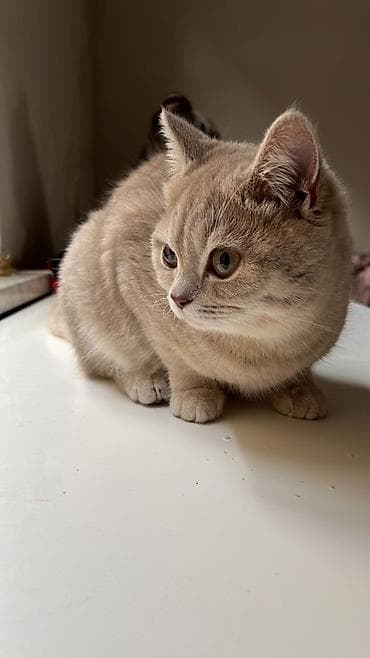 Britan, Dişi, Yaxşı əllərə, Ünvandan götürmə lalafo.az -da Britan, Dişi, Yaxşı əllərə, Ünvandan götürmə