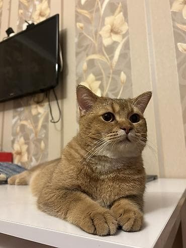 Qızıl şinşilla, Erkək, Cütləşmə üçün lalafo.az -da Qızıl şinşilla, Erkək, Cütləşmə üçün