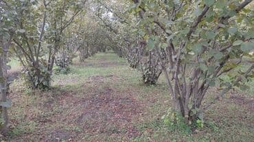 12 sot, Tikinti, Mülkiyyətçi, Kupça (Çıxarış) lalafo.az -da 12 sot, Tikinti, Mülkiyyətçi, Kupça (Çıxarış)