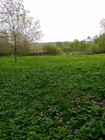 31 sot, Tikinti, Mülkiyyətçi, Kupça (Çıxarış), Müqavilə lalafo.az -da 31 sot, Tikinti, Mülkiyyətçi, Kupça (Çıxarış), Müqavilə