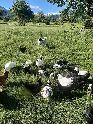 Salam Oğuz rayonu Xaçmaz kəndində yerləşir, heyvanlar tam sağlamdır lalafo.az -da Salam Oğuz rayonu Xaçmaz kəndində yerləşir, heyvanlar tam sağlamdır