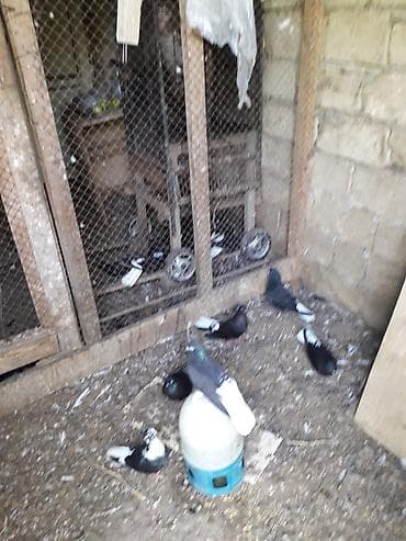 Qara aqquyryqdu saqlam heyvanlardi.Mastaqadadi lalafo.az -da Qara aqquyryqdu saqlam heyvanlardi.Mastaqadadi