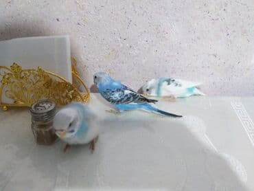 Quşlar 10azn.akiv saglamdilar lalafo.az -da Quşlar 10azn.akiv saglamdilar