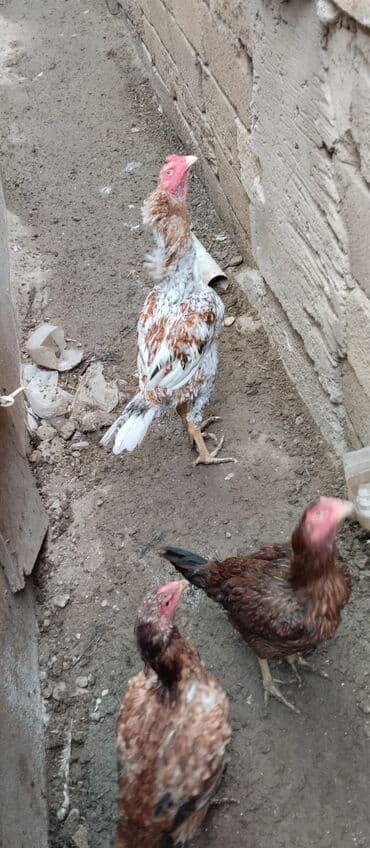 Heyrati Bece tek 70 azn fereler 2 si 60 AZN cinsi qanına söz ola lalafo.az -da Heyrati Bece tek 70 azn fereler 2 si 60 AZN cinsi qanına söz ola