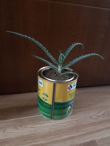 Əzvay bitkisi. (Aloe) Müalicəvidi lalafo.az -da Əzvay bitkisi. (Aloe) Müalicəvidi