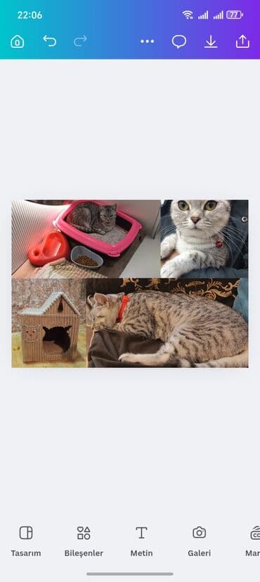 Britan, Dişi, Yaxşı əllərə, Ünvandan götürmə lalafo.az -da Britan, Dişi, Yaxşı əllərə, Ünvandan götürmə