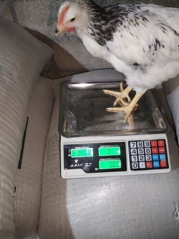 Бусы: Электронные at lalafo.az — 5 Бусы: Электронные — 5