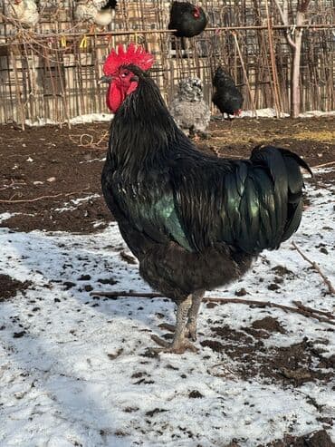 Xoruz, il: 1, Ünvandan götürmə lalafo.az -da Xoruz, il: 1, Ünvandan götürmə