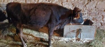 Qiymətdə razılaşma olacağ 0707984043 lalafo.az -da Qiymətdə razılaşma olacağ 0707984043