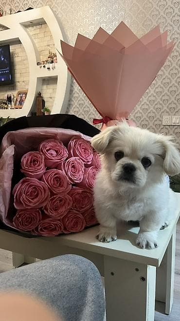 Pekines, Peyvəndli lalafo.az -da Pekines, Peyvəndli