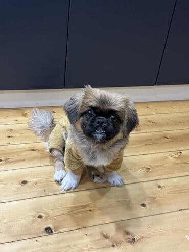 Pekines iti 8 ayliq,erkekdir, butun peyvendleri vurulub, uzerinde lalafo.az -da Pekines iti 8 ayliq,erkekdir, butun peyvendleri vurulub, uzerinde