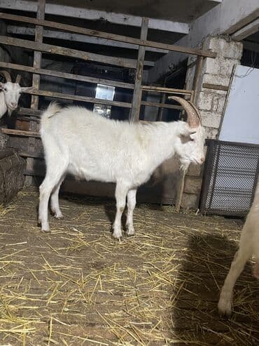 Saf qan Sanen erkək 11 aylıq qiyməti 350 manat ünvan Kürdəxanı kəndi lalafo.az -da Saf qan Sanen erkək 11 aylıq qiyməti 350 manat ünvan Kürdəxanı kəndi