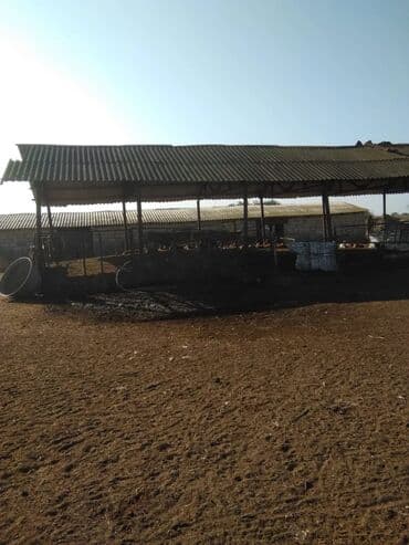 Saatlı rayonunda yerləşən 170 ha ərazisi olan ferma satılır .sanad lalafo.az -da Saatlı rayonunda yerləşən 170 ha ərazisi olan ferma satılır .sanad