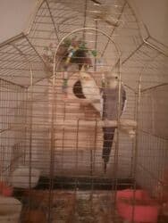 Nimfa (Cockatiel) cütü və balaları - Növ: Nimfa (kakadu ailəsi) - lalafo.az -da Nimfa (Cockatiel) cütü və balaları - Növ: Nimfa (kakadu ailəsi) -