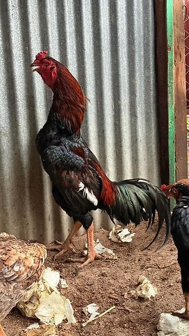 Ata oh şamo ana heyratı - Cins: ehtimalən Aseel (uzun boy, güclü bədən lalafo.az -da Ata oh şamo ana heyratı - Cins: ehtimalən Aseel (uzun boy, güclü bədən