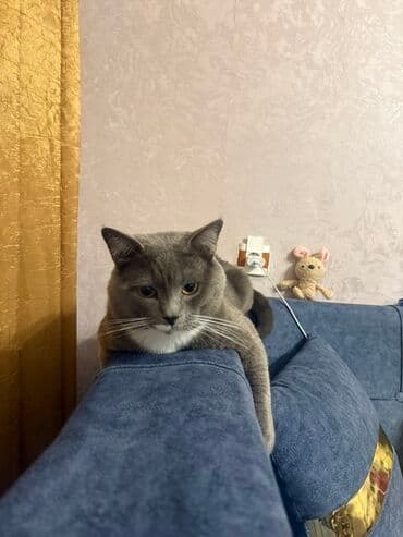 Britan lalafo.az -da Britan