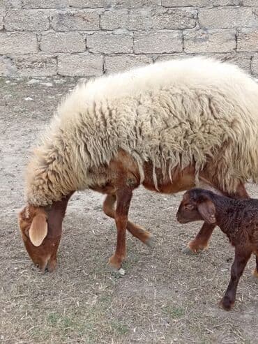 2 gundu dogub diwidi cavan heyvandi.mawtagada yerlewir isteyen elaqe lalafo.az -da — 6 2 gundu dogub diwidi cavan heyvandi.mawtagada yerlewir isteyen elaqe — 6