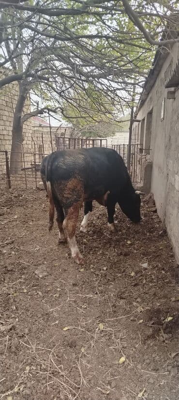 Məhsul: Qara rəngdə, qısahornlu erkək mal (öküz/buğa) Xüsusiyyətlər lalafo.az -da Məhsul: Qara rəngdə, qısahornlu erkək mal (öküz/buğa) Xüsusiyyətlər