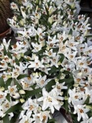 Удобрения: Vatsapp mövcuddur!. Çatdırılma metrolara, Şamaxinkaya mövcuddur və at lalafo.az — 4 Удобрения: Vatsapp mövcuddur!. Çatdırılma metrolara, Şamaxinkaya mövcuddur və — 4