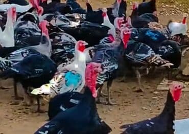 Məhsul: Hind toyuğu (canlı və kəsilmiş) - Cinslər: ağ-qara naxışlı və lalafo.az -da Məhsul: Hind toyuğu (canlı və kəsilmiş) - Cinslər: ağ-qara naxışlı və