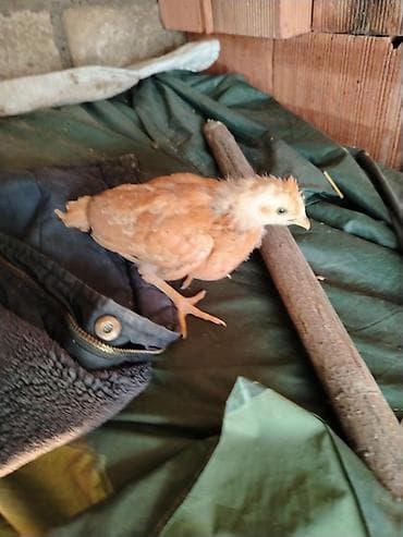 1aylıq kənt cucələri cıxdı satışa xacmazdadı reyal adam zakaz verə lalafo.az -da 1aylıq kənt cucələri cıxdı satışa xacmazdadı reyal adam zakaz verə