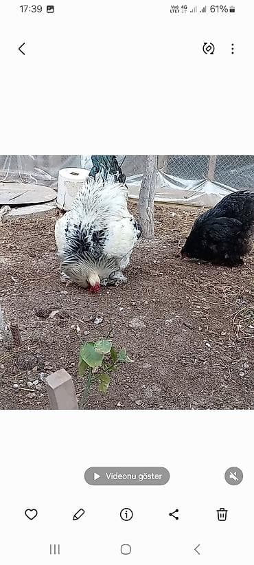 Toyuq, Brama, Damazlıq lalafo.az -da Toyuq, Brama, Damazlıq