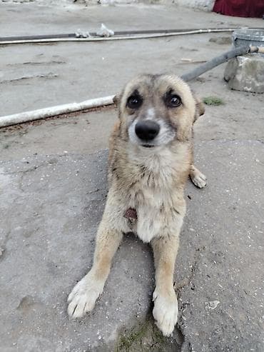 Peyvəndli lalafo.az -da Peyvəndli