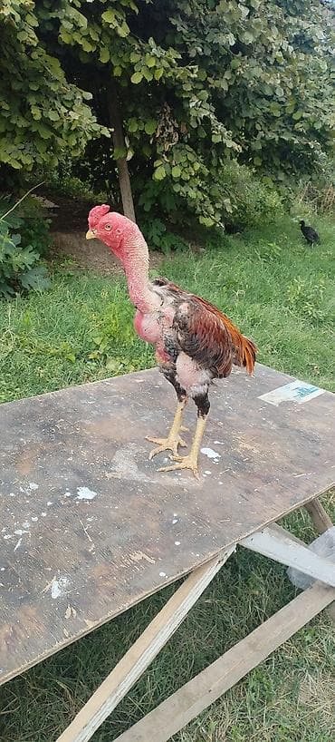 Salam aleykum hevamn təmiz türk hevadı dedesi türk anası da türk bir lalafo.az -da Salam aleykum hevamn təmiz türk hevadı dedesi türk anası da türk bir