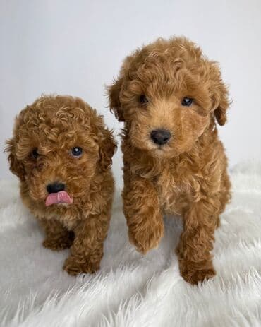 Pudel lalafo.az -da Pudel